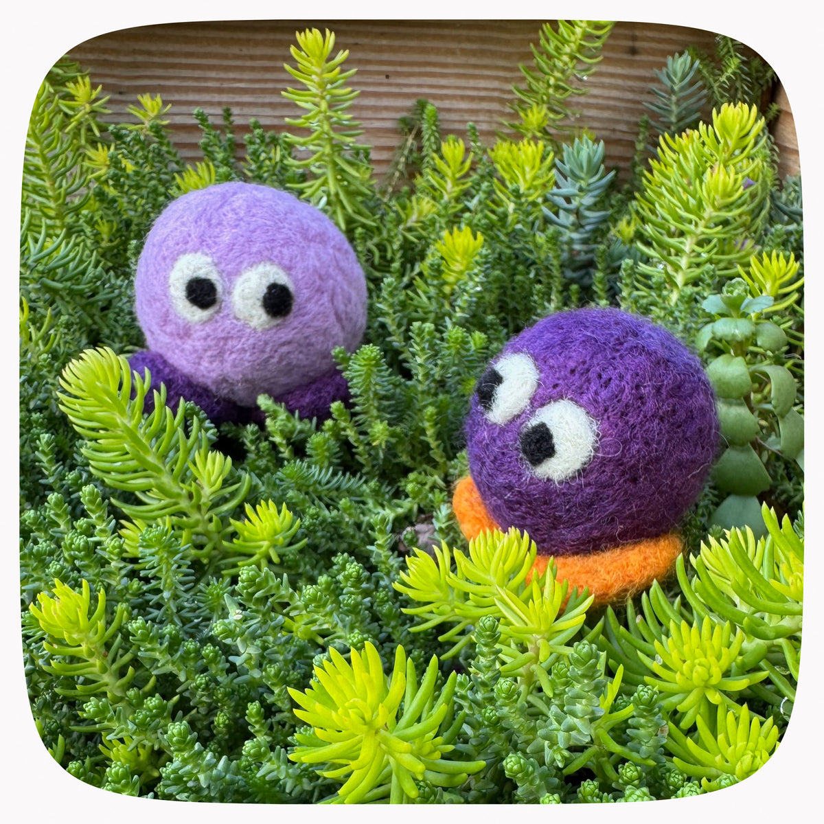 Two small felted creatures, one light purple with dark purple feet, one dark purple with tangerine orange feet, sitting in a garden of stone-crop plants.